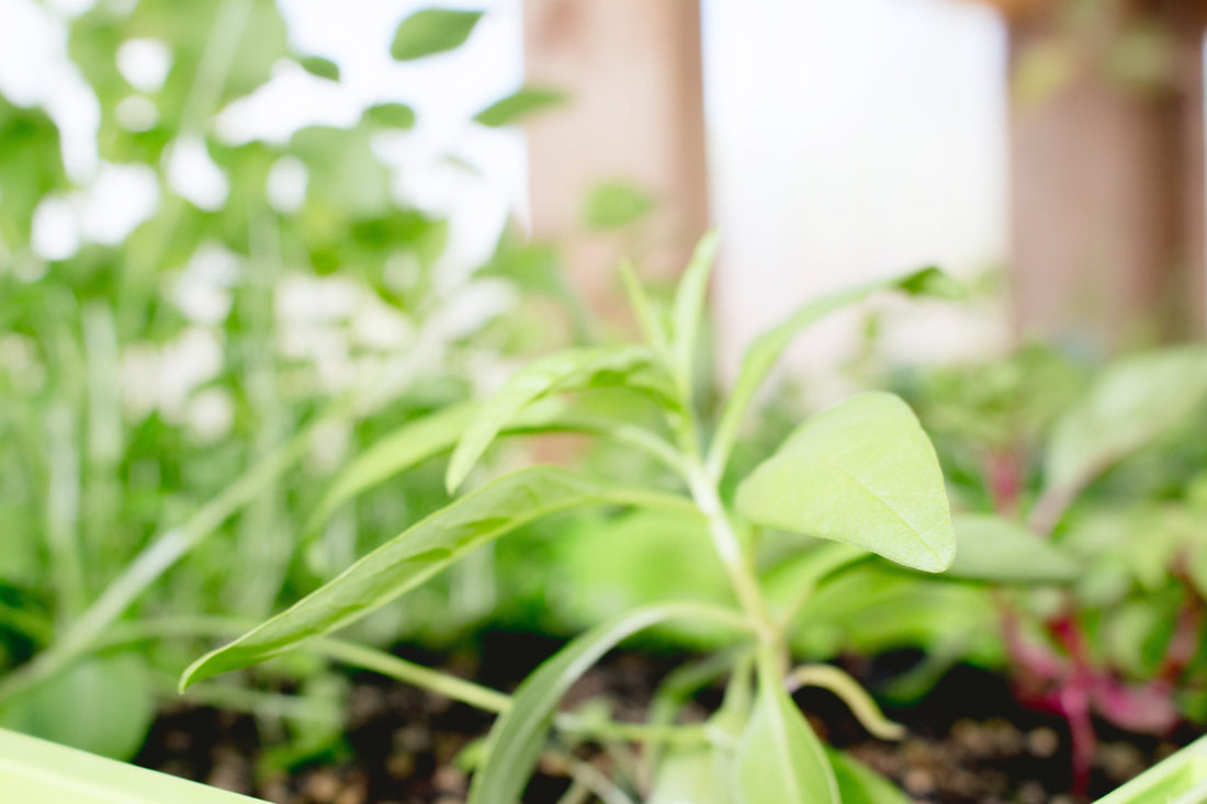 The Good, the Bad, and the Ugly: Dirty Fingernails and the Hard Work Behind Growing Your Blooms