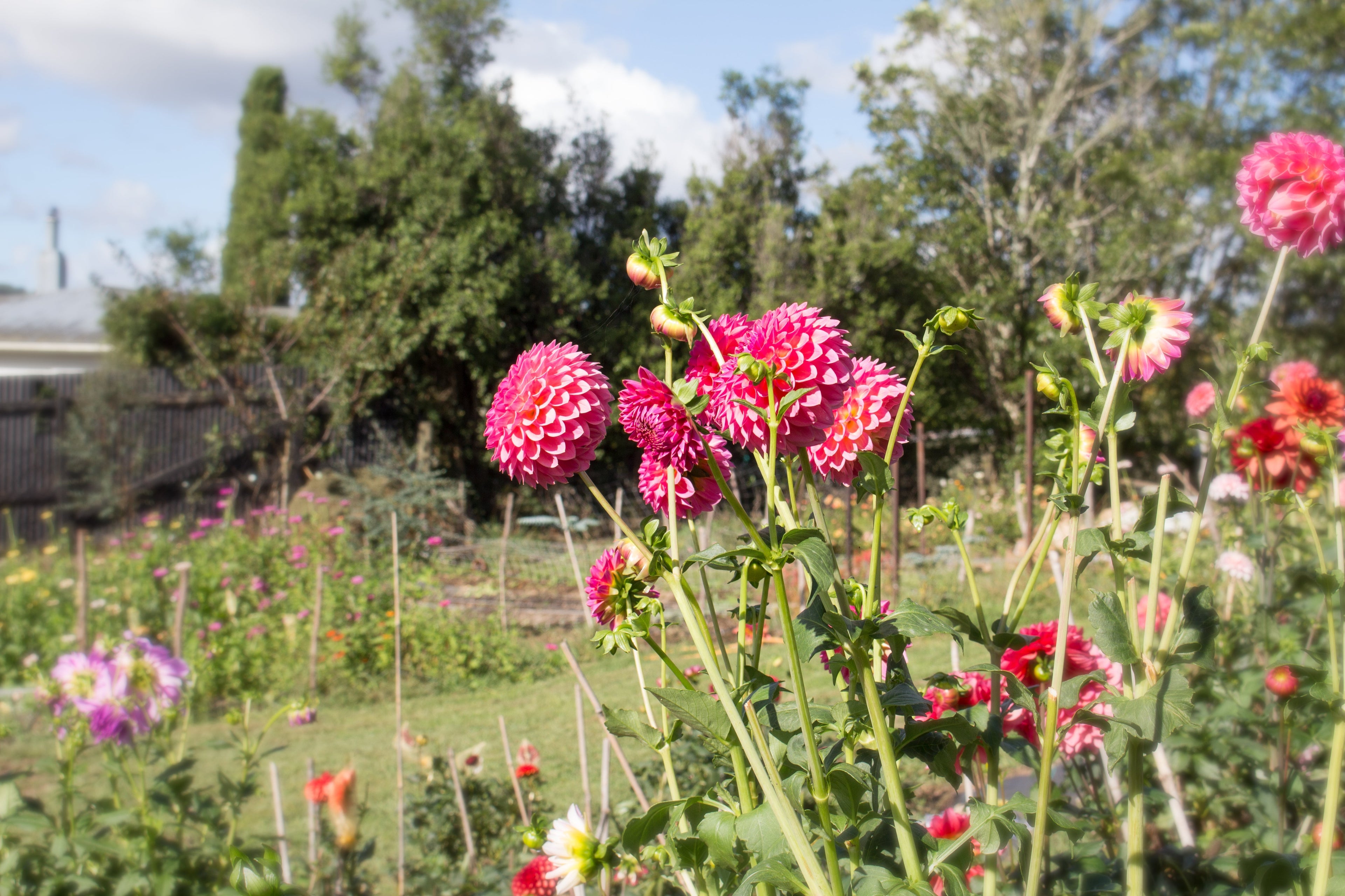 From Gardener to Florist - A Controversial Topic