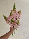 Business Blooms - Weekly Snapdragon Subscription