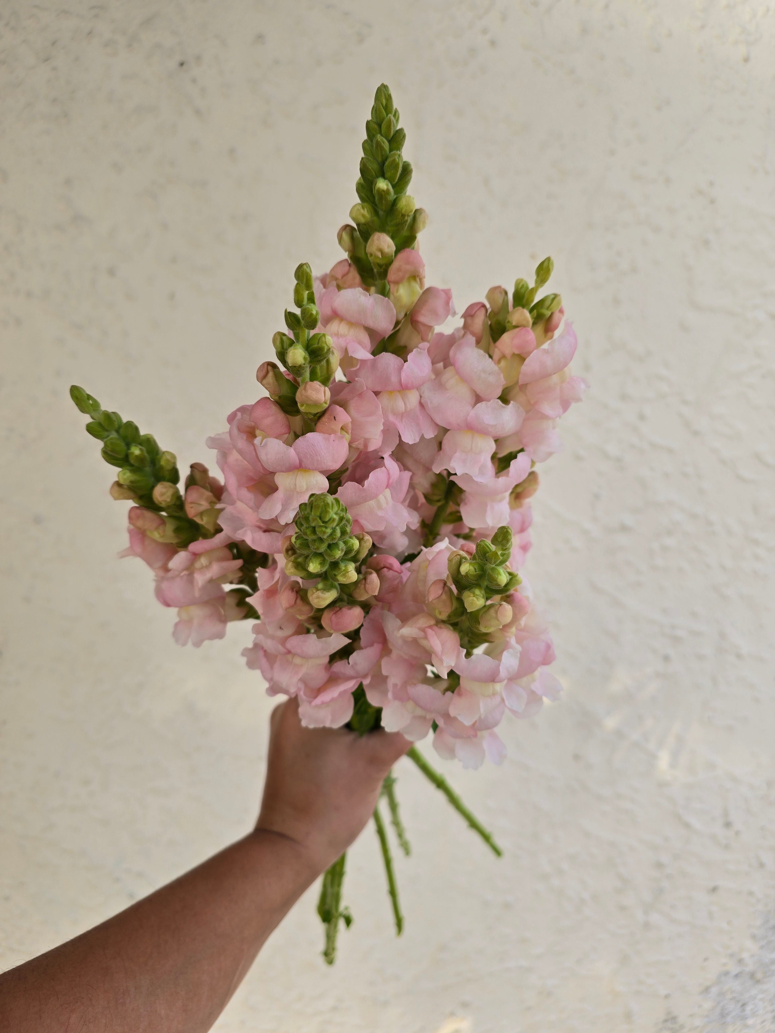 Business Blooms - Weekly Snapdragon Subscription
