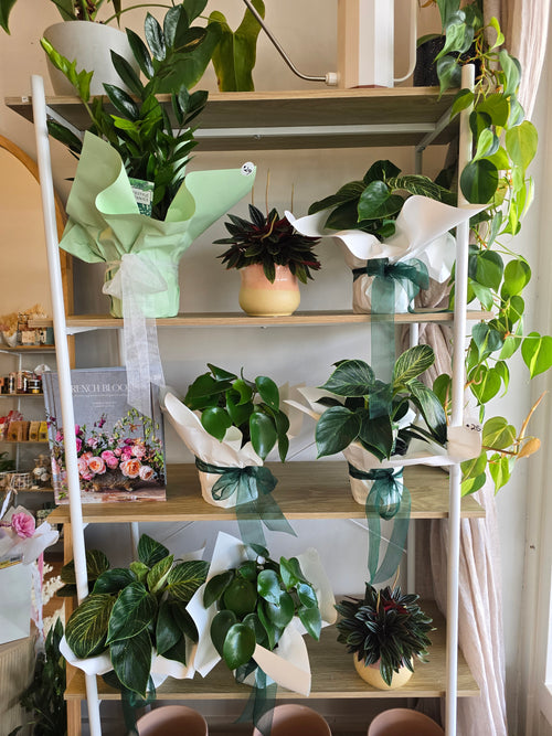 10cm Potted Plants Misc