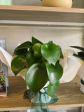 Peperomia Raindrop