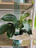 Philodendron Birkin