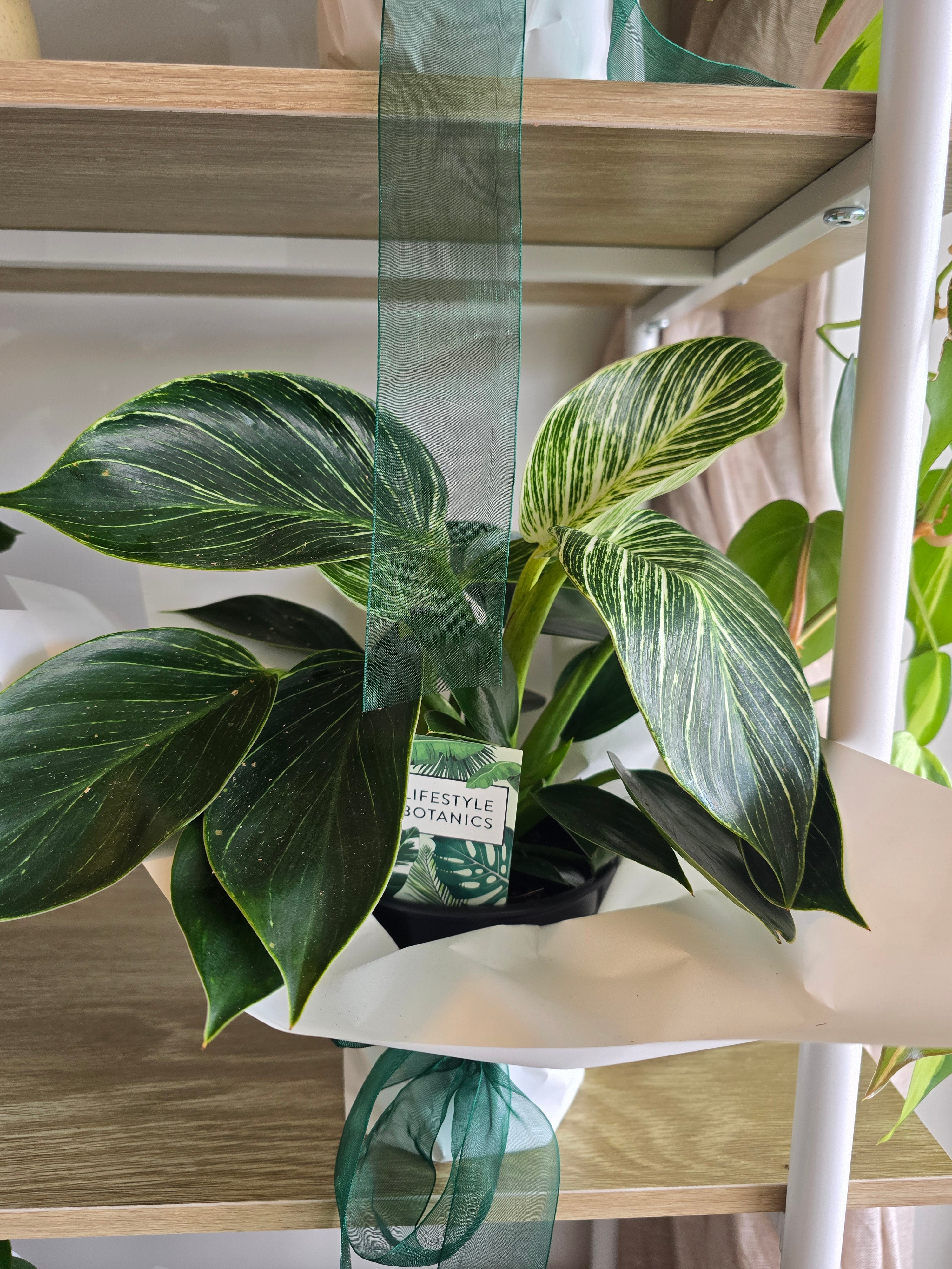 Philodendron Birkin