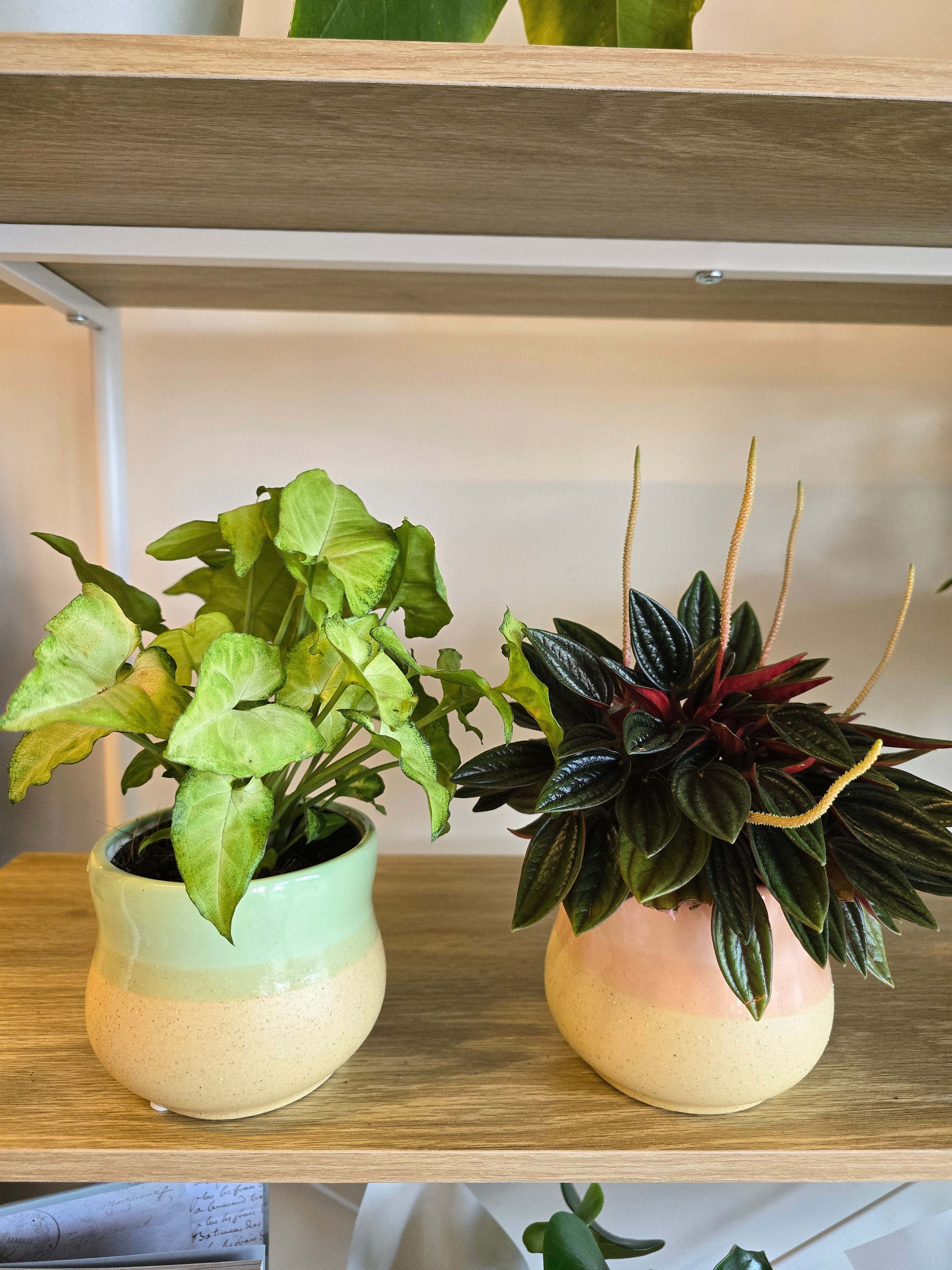 10cm Potted Plants Misc