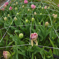 Tulip Subscription - 4 Bunches