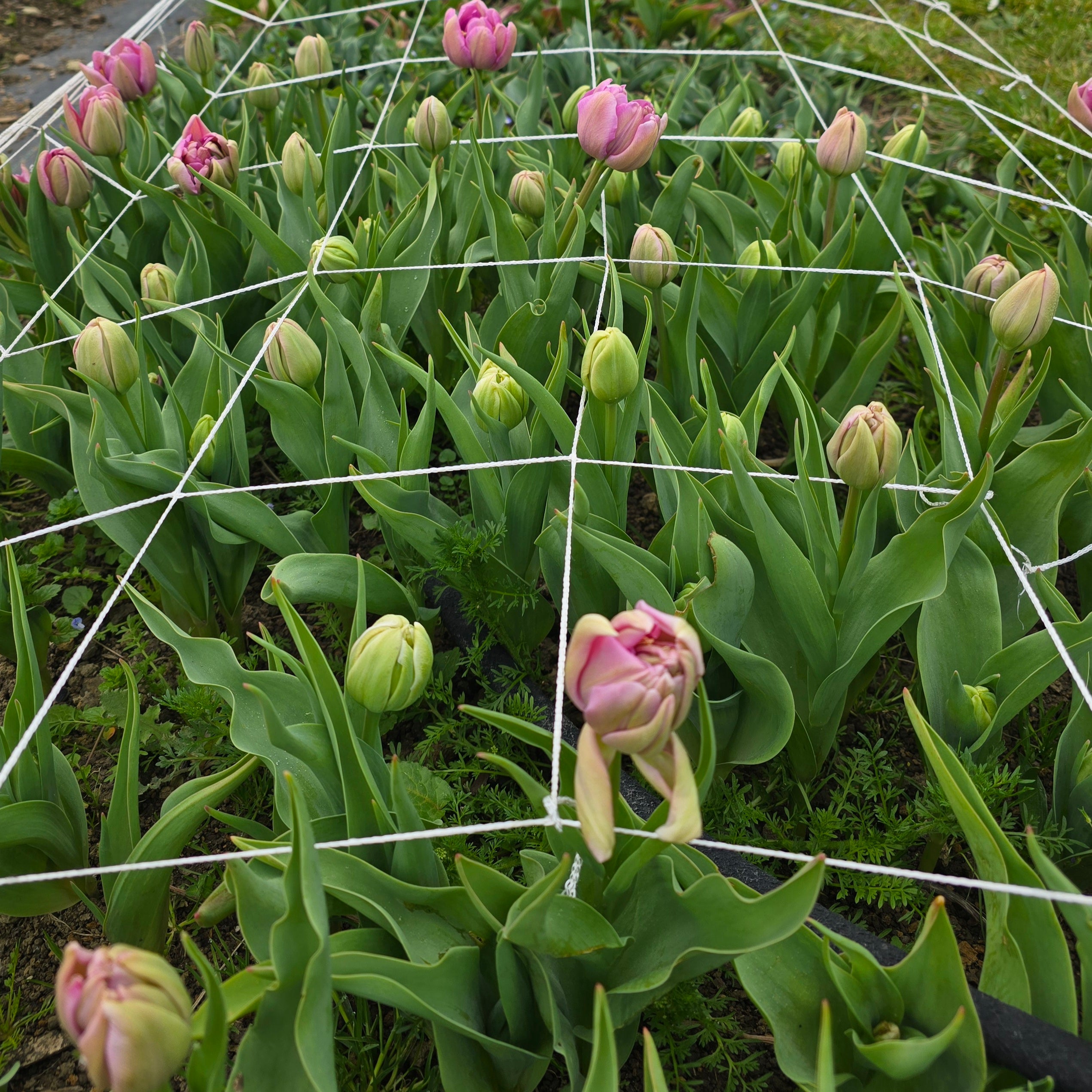 Tulip Subscription - 4 Bunches